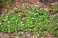 Spring, flowers, plants, background