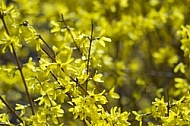 Spring, flowers, plants, background