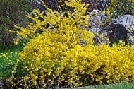 Spring, flowers, plants, background