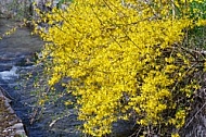 Spring, flowers, plants, background