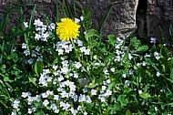 Spring, flowers, plants, background