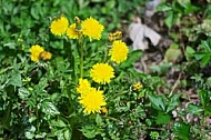 Spring, flowers, plants, background