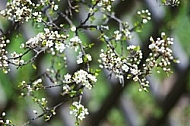 Spring, flowers, plants, background