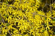 Spring, flowers, plants, background