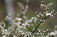 Spring, flowers, plants, background