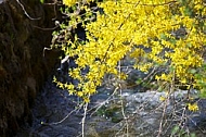 Spring, flowers, plants, background