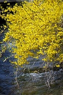 Spring, flowers, plants, background