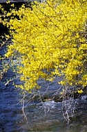 Spring, flowers, plants, background