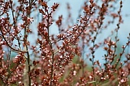 Spring, flowers, plants, background