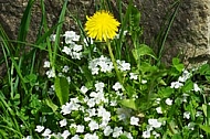 Spring, flowers, plants, background