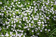 Spring, flowers, plants, background