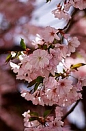 Spring, flowers, plants, background