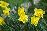 Spring, flowers, plants, background