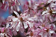 Spring, flowers, plants, background