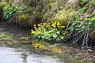 Spring, flowers, plants, background