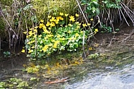 Spring, flowers, plants, background