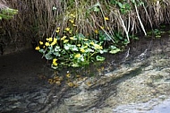 Spring, flowers, plants, background