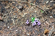 Spring, flowers, plants, background