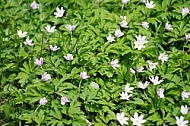 Spring, flowers, plants, background