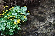 Spring, flowers, plants, background