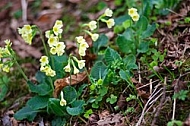 Spring, flowers, plants, background