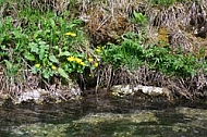 Spring, flowers, plants, background