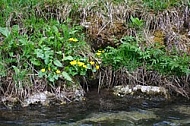 Spring, flowers, plants, background