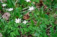 Spring, flowers, plants, background