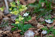 Spring, flowers, plants, background