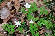 Spring, flowers, plants, background