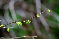 Spring, flowers, plants, background