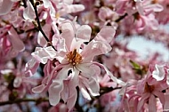 Spring, flowers, plants, background