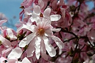 Spring, flowers, plants, background