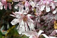 Spring, flowers, plants, background