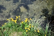 Spring, flowers, plants, background