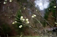 Spring, flowers, plants, background