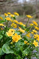 Spring, flowers, plants, background