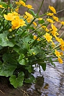 Spring, flowers, plants, background