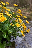 Spring, flowers, plants, background