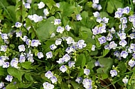 Spring, flowers, plants, background