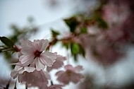 Spring, flowers, plants, background