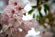 Spring, flowers, plants, background