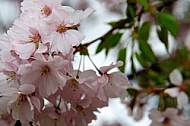 Spring, flowers, plants, background