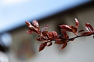 Spring, flowers, plants, background