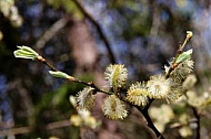 Spring, flowers, plants, background