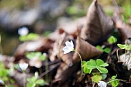 Spring, flowers, plants, background