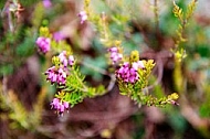 Spring, flowers, plants, background