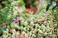 Spring, flowers, plants, background