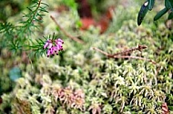 Spring, flowers, plants, background