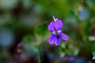 Spring, flowers, plants, background